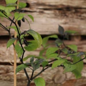 Pimenta da Neyde Capsicum chinense