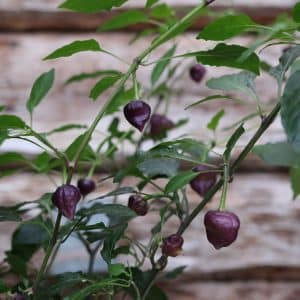 Purple UFO Capsicum annuum