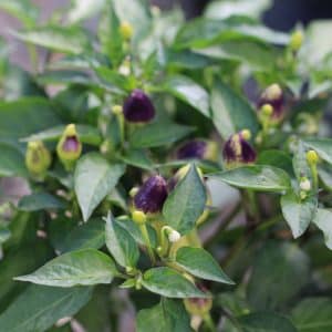 Firecracker Capsicum annuum