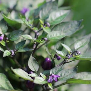 CAP 1546 Capsicum annuum