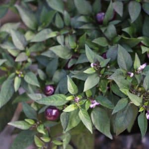 Pretty Purple Capsicum annuum