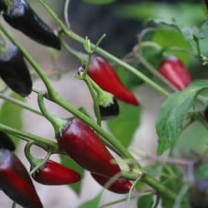 Black Hungarian Capsicum annuum