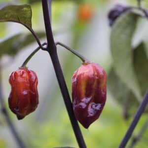Yaki Red Capsicum chinense