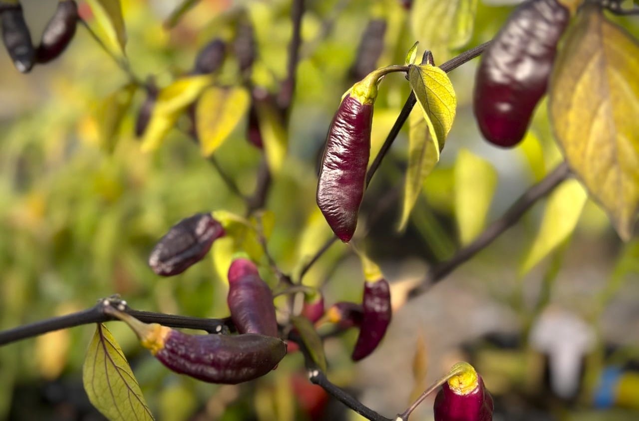 Pimenta da Neyde Capsicum chinense