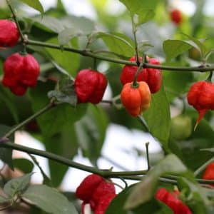 Carolina Reaper Capsicum chinense