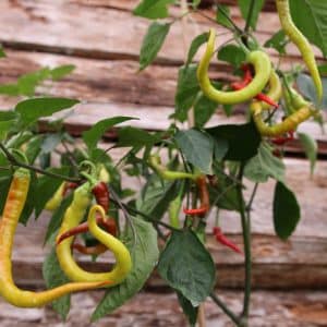 Corbaci Capsicum annuum