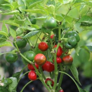 Cherry Bomb Capsicum annuum