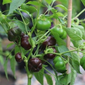 Mini Belle Chocolate Capsicum annuum