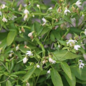 Thai Orange Small Capsicum annuum