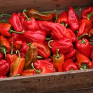 Pimiento de Padron Capsicum annuum