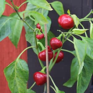 Bola Capsicum annuum