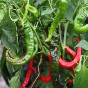 Peperoni Lombardo Capsicum annuum