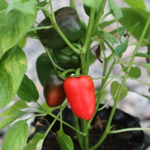 Snack Pepper Capsicum annuum
