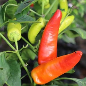 Aji Blanco Cristal Capsicum annuum