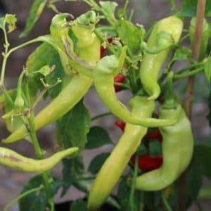 Ohnivec Capsicum annuum