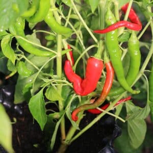 Guindilla Amarilla Capsicum annuum