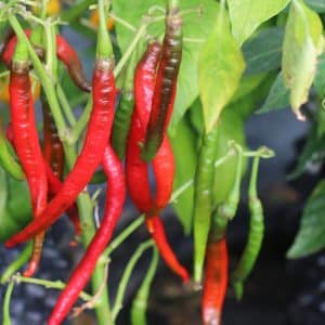 Demre Capsicum annuum