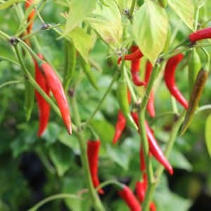 Rawit Red Capsicum annuum