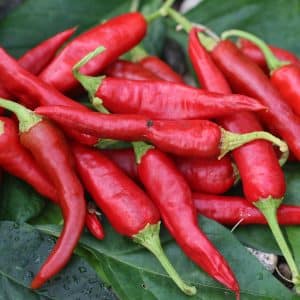 Korean (Kimchi) Capsicum annuum