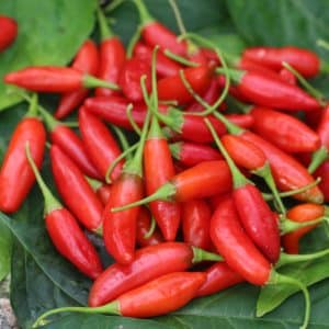 Matador Capsicum baccatum