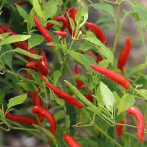 Vietato Capsicum annuum