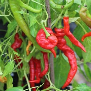 Lombardo Capsicum annuum