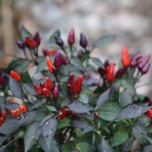 Explosive Ember Capsicum annuum