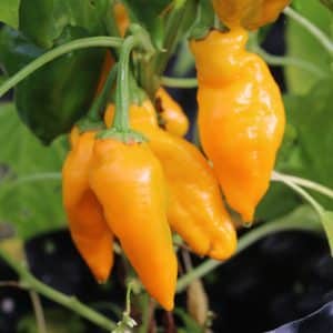 Monkey Face Capsicum annuum