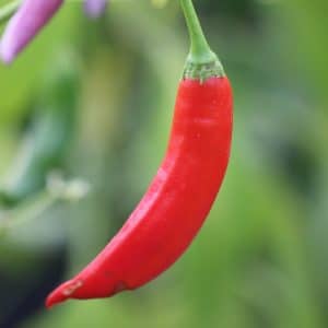 Aji Colorado Capsicum baccatum