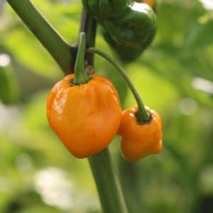 Carolina Reaper Yellow Capsicum chinense
