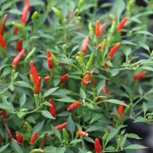 Bird Eye Baby Capsicum frutescens