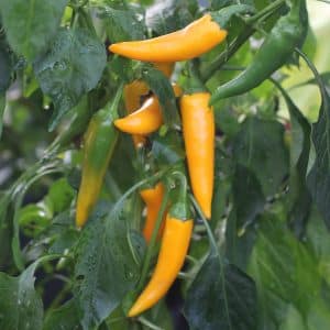 Bulgarian Carrot Capsicum annuum