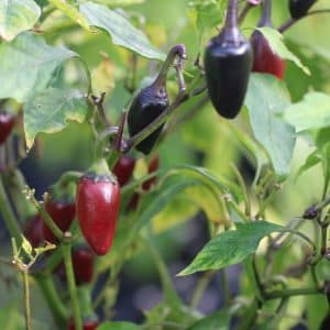Jalapeno Purple Capsicum annuum
