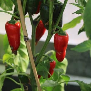 Biker Bill´s Jalapeno Capsicum annuum