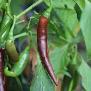 Cayenne Chocolate Capsicum annuum