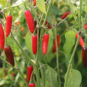 Serrano Tampiqueno Capsicum annuum