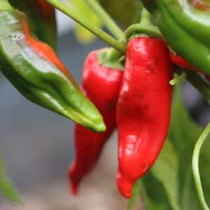 Georgia Flame Capsicum annuum
