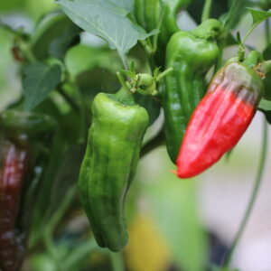 Aleppo Capsicum annuum