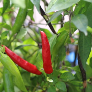 Peruvian Pointer Capsicum baccatum