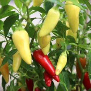 Cascabella Capsicum annuum