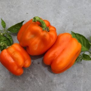 Orange Sun Capsicum annuum