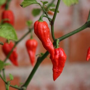 Bhut Jolokia Capsicum chinense