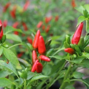 Piccante a Mazzetti Capsicum annuum