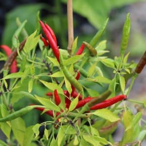Chi-Chien Capsicum annuum