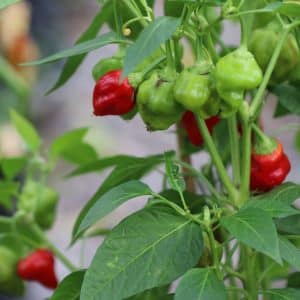 Habanero Tasmanian Capsicum chinense