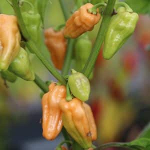 Peach Lisa Capsicum chinense