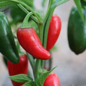 Jalapeno Grande Capsicum annuum