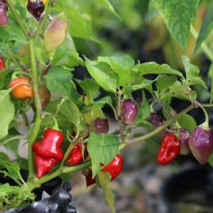 Scarlet Lantern Peru Capsicum chinense