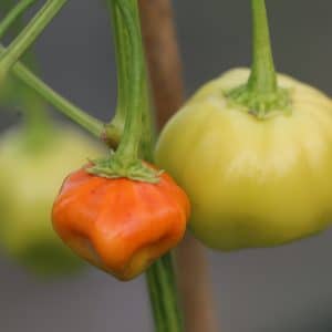 Brazilian Pumpkin Capsicum baccatum