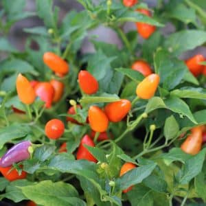 Chinese 5 Color Capsicum annuum